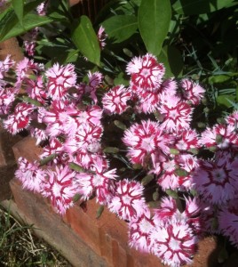 Oscar Dark Red Carnation (Dianthus caryophyllus 'KLEDP11108') in  Fayetteville Springdale Rogers Bentonville AR Arkansas AR at Westwood  Gardens