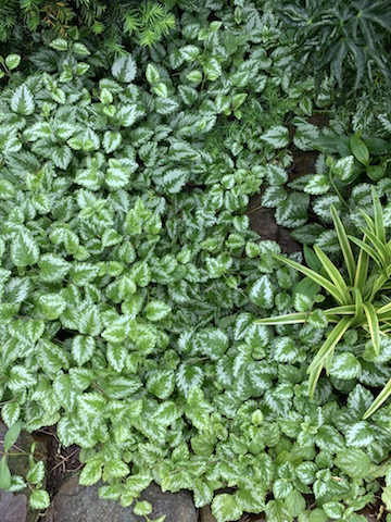 Image of Lamium dappled willow companion plant